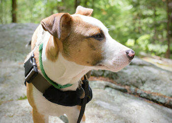 Dog Training E-Collar Mini Educator ET-300