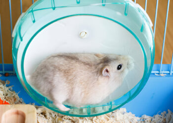 Niteangel Super-Silent Hamster Exercise Wheel