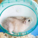 Niteangel Super-Silent Hamster Exercise Wheel