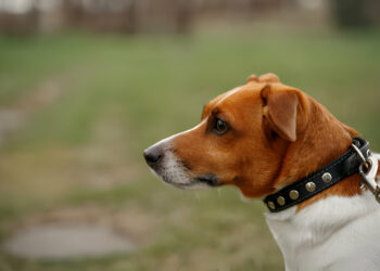 How Does an E-collar For Dogs Work That Use Vibration Only