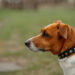 How Does an E-collar For Dogs Work That Use Vibration Only