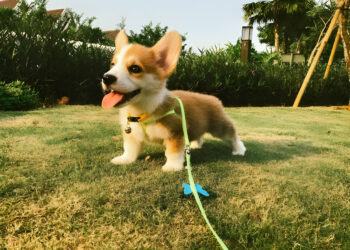 6 Pointers for Caring for Your New Puppy