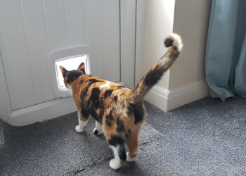 PetSafe Microchip Activated Cat Door: A Comprehensive Review of 2025