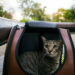 Pet Carrier