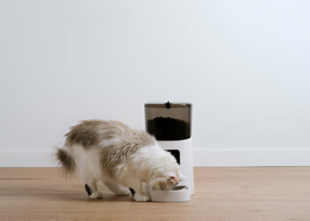 WOPET 6L Automatic Pet Feeder with WiFi: A Comprehensive Review of 2025