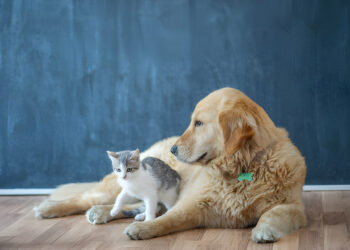 Play between Dogs and Cats: Keeping Them Safe