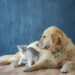 Play between Dogs and Cats: Keeping Them Safe