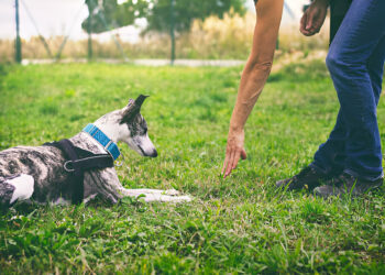 Do Dog Training Collars Work?