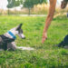 Do Dog Training Collars Work?