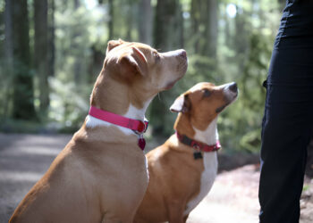 Educator ET-302 BK Rechargeable Dog Trainer Ecollar with Remote Review of 2025