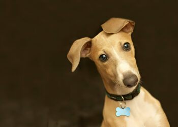 Dogtra 1900S 3/4 Mile Range Rechargeable E-Collar Review of 2025