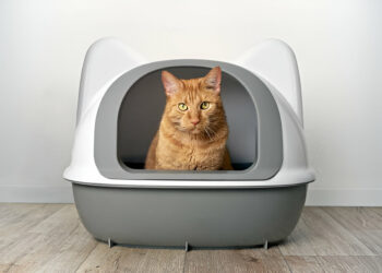 Modkat Cat Litter Box Top or Front-Entry Review of 2025