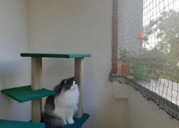 Hey-brother Large Multi-Level Cat Tree Furniture Review of 2025