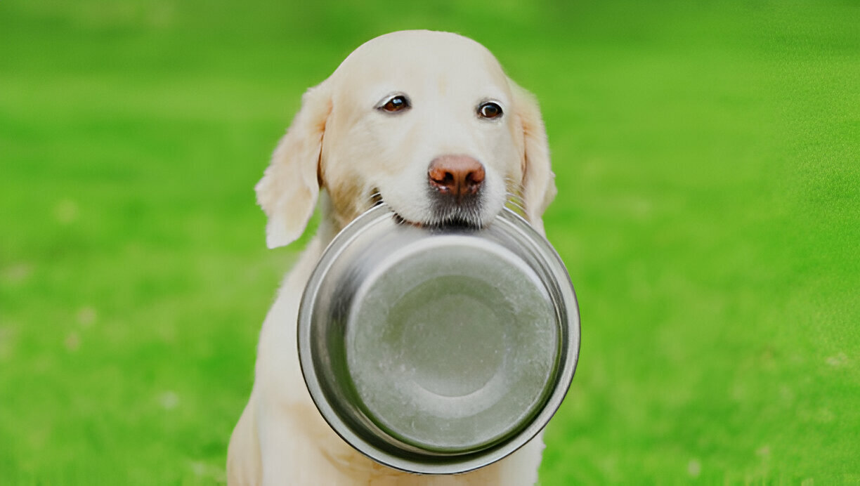 Automatic Pet Feeder