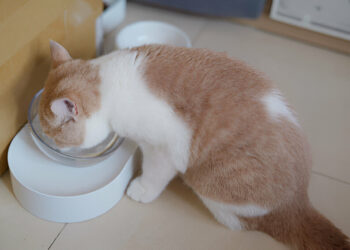 Cat Alone with an Automatic Feeder