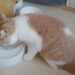 Cat Alone with an Automatic Feeder