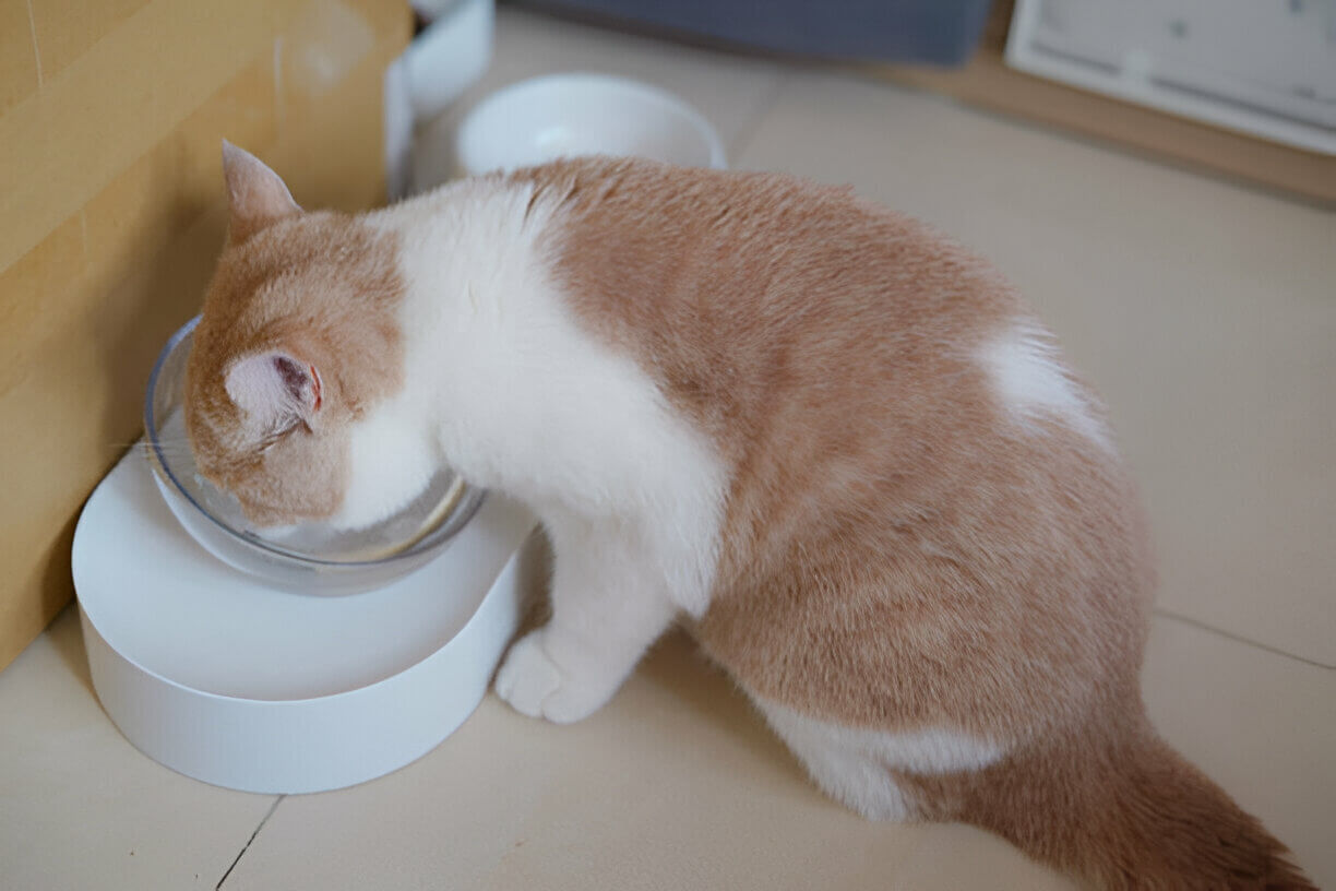 Cat Alone with an Automatic Feeder