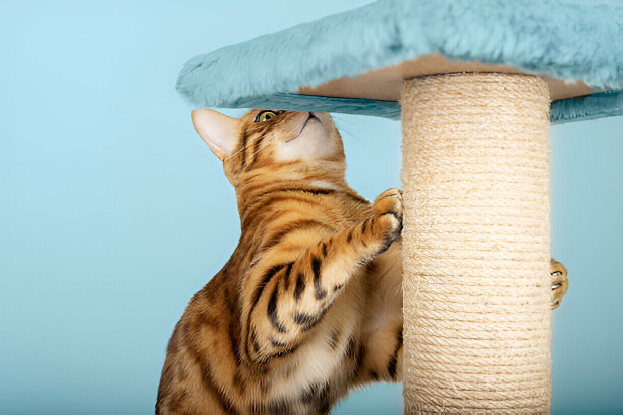 Cat Tree Furniture: Why You Need One