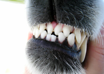 Dog Show Their Teeth