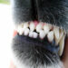 Dog Show Their Teeth