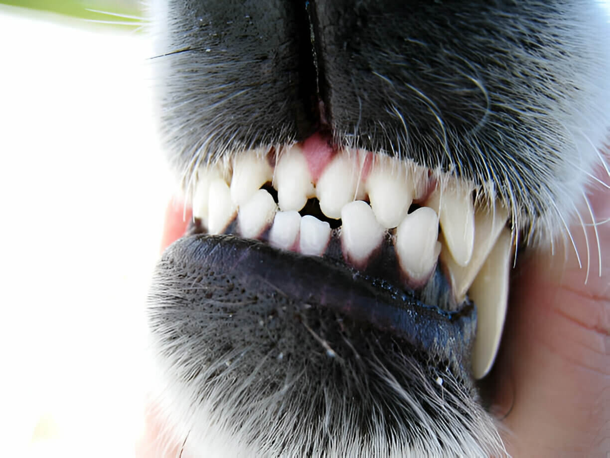 Dog Show Their Teeth