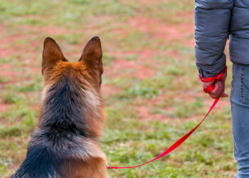 Dog in Obedience Training Classes