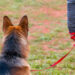 Dog in Obedience Training Classes