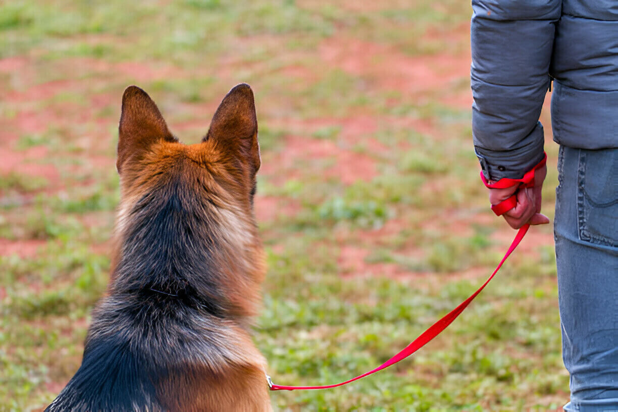 Dog in Obedience Training Classes