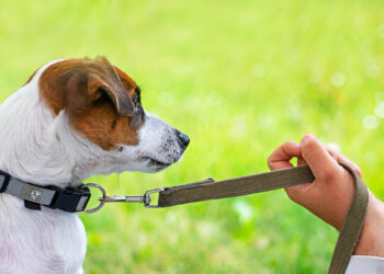 E-Collar Training for Dogs