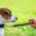 E-Collar Training for Dogs