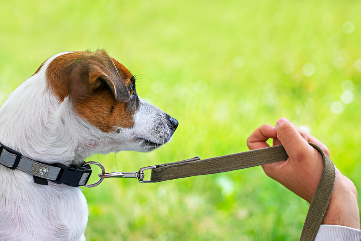 E-Collar Training for Dogs