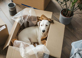 Essential Things To Remember When Moving House With A Dog