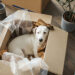 Essential Things To Remember When Moving House With A Dog