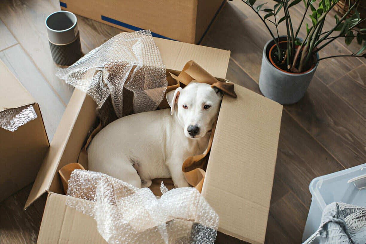 Essential Things To Remember When Moving House With A Dog