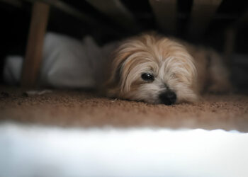 How to Block Out Firework Noise for Dogs