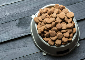 How to Choose an Automatic Pet Feeder