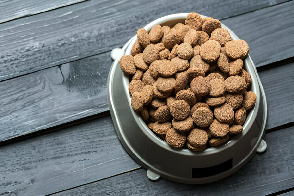 How to Choose an Automatic Pet Feeder