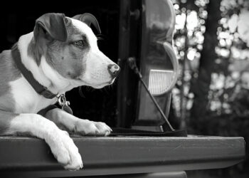 Why is My Dog Resource Guarding