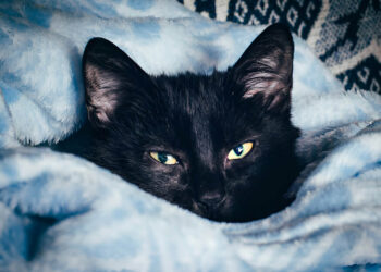 desensitize a cat to fireworks