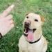 golden rules of dog training