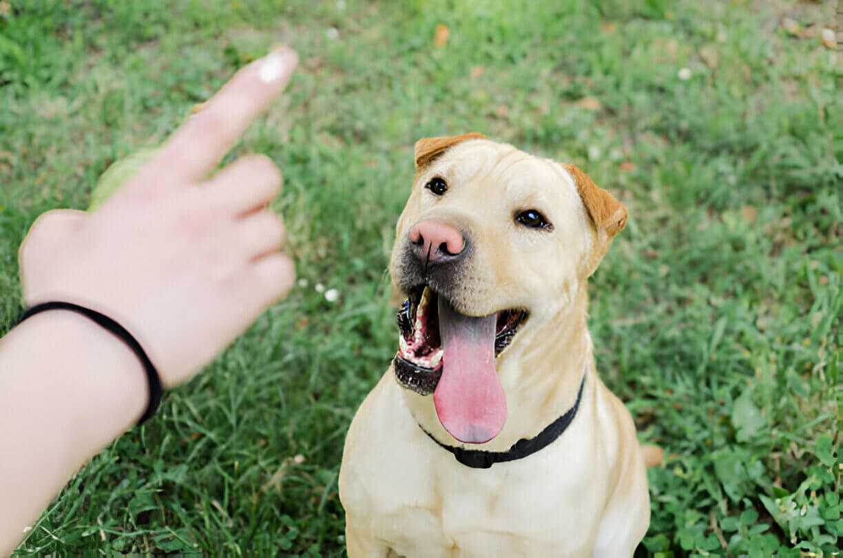 golden rules of dog training