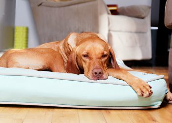 Big-Barker-Sleek-Orthopedic-Dog-Bed