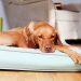 Big-Barker-Sleek-Orthopedic-Dog-Bed