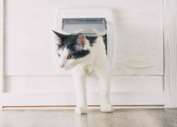 SureFlap-Sure-Petcare-Microchip-Cat-Flap