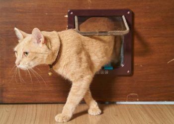 SureFlap-Sure-Petcare-Microchip-Pet-Door