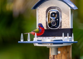 Bird-Feeder-with-Camera