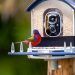 Bird-Feeder-with-Camera