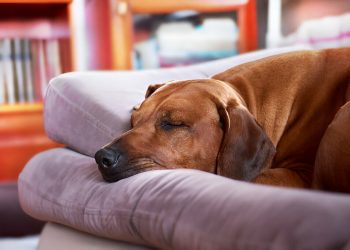 Bedsure-Orthopedic-Washable-Dog-Bed