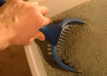 Self-Cleaning-Cat-Litter-Box