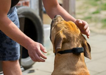 Dog-Training-E-Collar